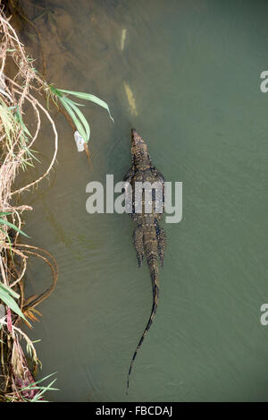 Un'Asian Water Monitor (Varanus Salvator) ha un muso ampio. È anche chiamato un coccodrillo Mugger o coccodrillo di palude. È alla ricerca di cibo lungo Foto Stock