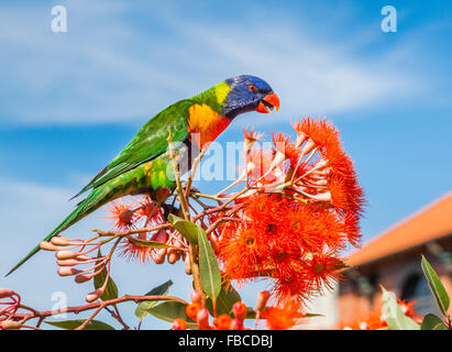 Rainbow Lorikeet assaporerete una fioritura rossa gomma Foto Stock