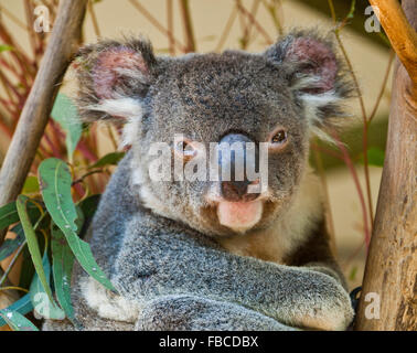 Australia, Koala, Phascolarctos cenereus, ben tarchiati arboree erbivoro marsupiale nativo per l'Australia Foto Stock