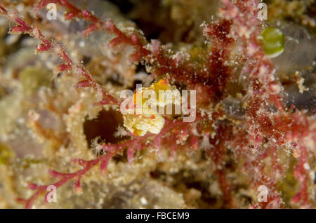 Di Pontoh cavalluccio marino pigmeo, Hippocampus pontohi, a Mansuar Isola, Indonesia. Foto Stock