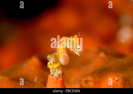 Di Pontoh cavalluccio marino pigmeo, Hippocampus pontohi, a Dampier stretto. Foto Stock