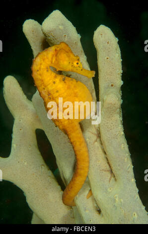Femmina panciuta cavalluccio marino Hippocampus abdominalis, a Kurnell, Nuovo Galles del Sud, Australia. Foto Stock