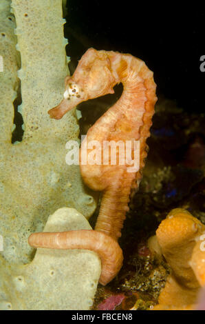 Femmina panciuta cavalluccio marino Hippocampus abdominalis, a Kurnell, Nuovo Galles del Sud, Australia. Foto Stock