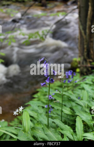 Fiume Clywedog e bluebells in Plas potenza Bersham boschi vicino Wrexham Galles Foto Stock