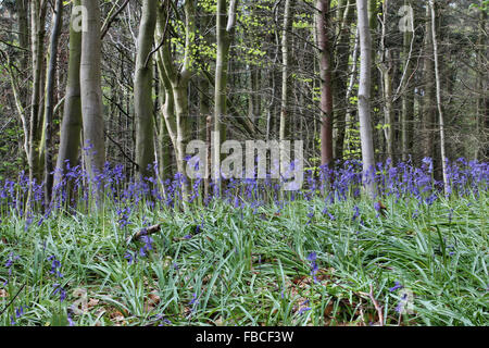 Bluebells in primavera in Plas potenza Bersham boschi vicino Wrexham Galles Foto Stock