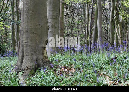 Bluebells in primavera in Plas potenza Bersham boschi vicino Wrexham Galles Foto Stock