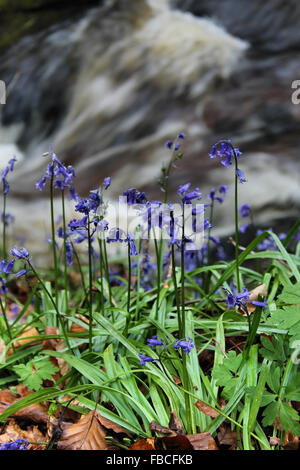 Fiume Clywedog e bluebells in Plas potenza Bersham boschi vicino Wrexham Galles Foto Stock
