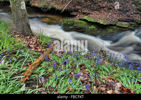Fiume Clywedog e bluebells in Plas potenza Bersham boschi vicino Wrexham Galles Foto Stock