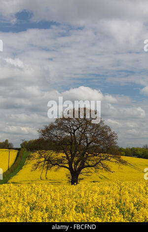 Campo di colza e lone Oak tree nel nuovo Broughton vicino a Wrexham Foto Stock