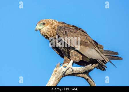 I capretti Bateleur eagle Foto Stock