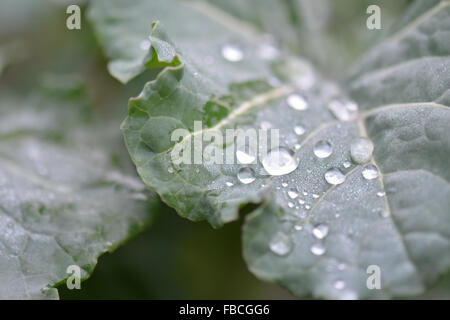 Gocce di rugiada su viola broccoletti foglie di piante Foto Stock