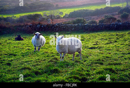 Pecore al pascolo sulle pendici del Slieve Foy sulla penisola di Cooley in Carlingford contea di Louth in Irlanda Foto Stock