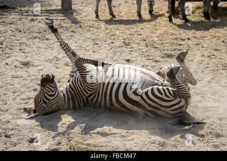 Grant's zebra (Equus quagga boehmi) prendendo un sandbath Foto Stock