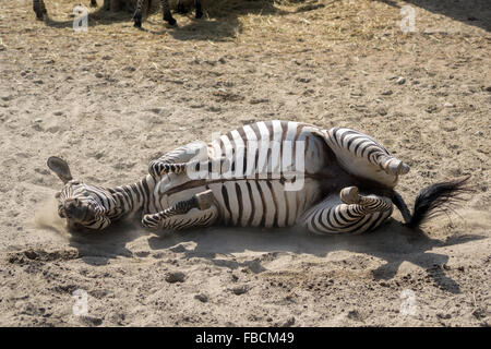 Grant's zebra (Equus quagga boehmi) prendendo un sandbath Foto Stock