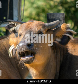 Foresta Africana buffalo (Syncerus caffer nanus), ritratto Foto Stock