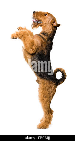 Carino Airedale Terrier in piedi su due gambe Foto Stock
