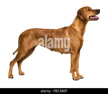 Ridgeback rhodesiano su sfondo bianco Foto Stock