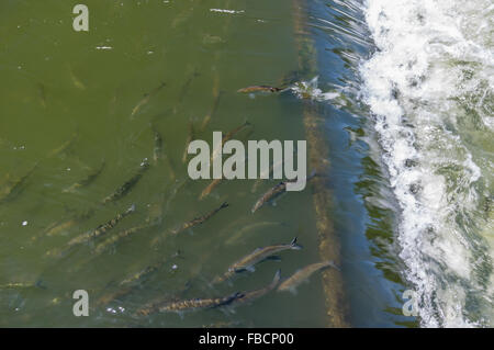 Il salmone si spostano il pesce scaletta a Bonneville Dam. Cascade Locks, Oregon, Stati Uniti d'America Foto Stock