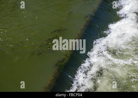 Il salmone si spostano il pesce scaletta a Bonneville Dam. Cascade Locks, Oregon, Stati Uniti d'America Foto Stock