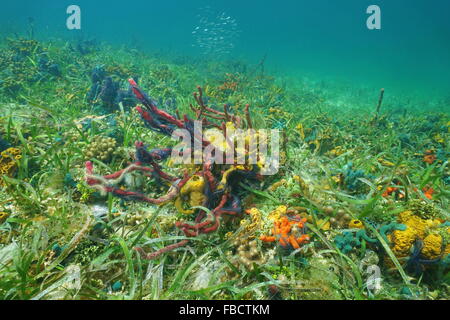 Ocean Floor con colori del mare Spugne, Caraibi Foto Stock
