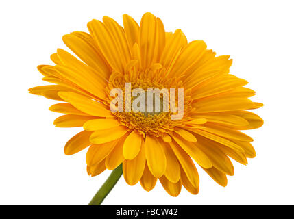 Gerbera gialla fiore isolato su sfondo bianco Foto Stock