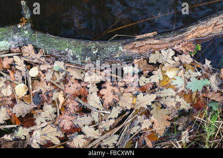 Rovere (Quercus robur). Autunno shed, foglioline da alberi decidui. Galleggia sulla superficie dell'acqua di una diga Broadland. Norfolk Foto Stock