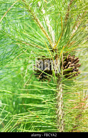 Cono di pino sui rami di albero in estate, stock photo Foto Stock