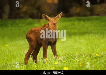 Alci (Alces alces) di vitello, stando in erba, captive, Svezia e Scandinavia Foto Stock