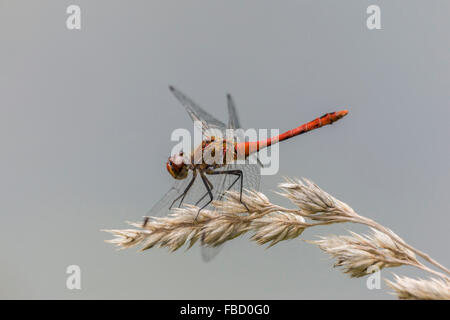 Ruddy Darter (Sympetrum sanguineum), maschio, Turingia, Germania Foto Stock