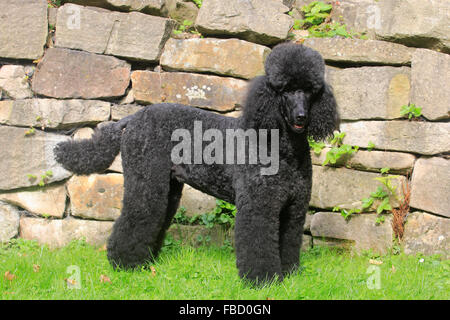 Barboncino standard, nero, dieci anni, in piedi di fronte ad una parete, Germania Foto Stock