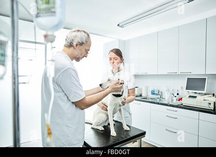 I veterinari esaminando cane nella pratica veterinaria, Austria Foto Stock