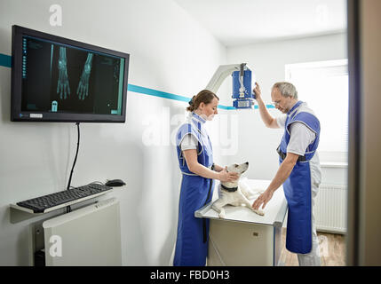 I veterinari esaminando cane nella pratica veterinaria, X-ray, Austria Foto Stock