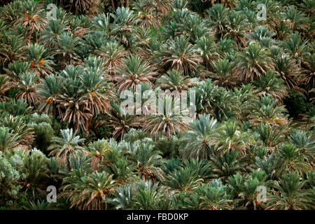 Palme da dattero (Phoenix dactylifera) in Tafilalet oasi, Meknès-Tafilalet, Marocco Foto Stock