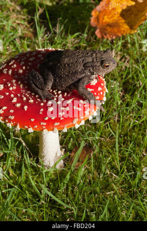 Comune o il rospo europea (Bufo bufo), seduto su un fly Agaric Toadstool (Amatina muscaria). "Andata in scena". Foto Stock