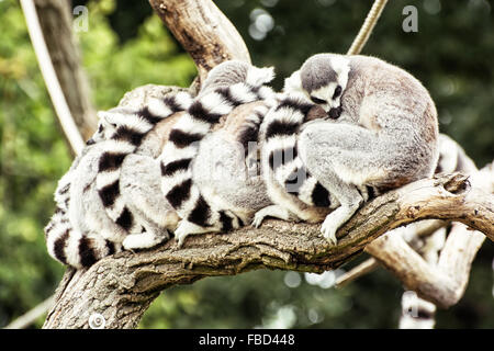 Gruppo di anello-tailed lemuri (Lemur catta) in appoggio sul ramo di albero. Umoristica il tema degli animali. Foto Stock