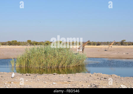 Le giraffe a Chudop waterhole con la sua isola galleggiante di canne nel Parco Nazionale di Etosha, Namibia Foto Stock