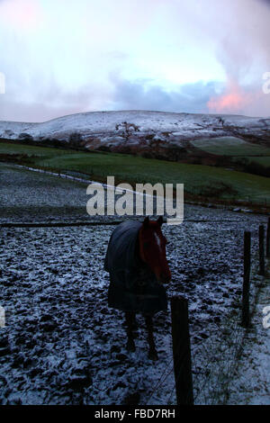 Nant y Moel, Mid Glamorgan, Galles del Sud. 15th gennaio 2016: Un cavallo si trova in un campo nevoso vicino a Nant y Moel nell'alta Valle di Ogmore nel Galles del Sud, con nevicate fresche sulle colline di Mynydd Llangeinwyr alle spalle. Diversi cm di neve cadde sulle colline durante la notte, chiedendo all'Ufficio MET di emettere un livello giallo grave allarme meteo di neve e ghiaccio per la regione. Credit: James Brunker/Alamy Live News Foto Stock