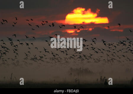 Centinaia di oche selvatiche / Wildgaense sollevandosi in volo da sono ' appollaiati zone a sunrise in pesante nebbia di mattina, Germania. Foto Stock