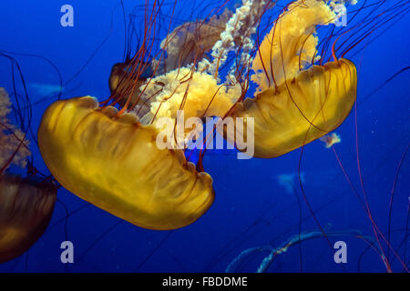Mare di ortiche o chrysaora fuscescens a Vancouver Aquarium, Vancouver, British Columbia, Canada Foto Stock