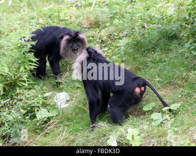 Coppia di maschi aggressivi Indian Lion-tailed macachi o Wanderoos (Macaca silenus) affacciati, denti bared. Foto Stock