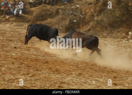 Nuwakot, Nepal. 15 gennaio, 2016. I tori di lotta durante il festival Maghesangranti a Talukachandani villaggio nel distretto di Nuwakot vicino a Kathmandu, Nepal Gennaio 15, 2016. Gli abitanti del villaggio organizza la corrida durante il festival Maghesangranti. Credito: Skanda Gautam/ZUMA filo/Alamy Live News Foto Stock