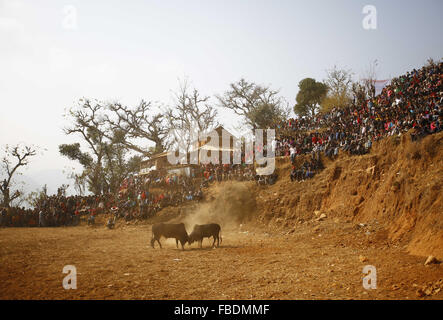 Nuwakot, Nepal. 15 gennaio, 2016. I tori di lotta durante il festival Maghesangranti a Talukachandani villaggio nel distretto di Nuwakot vicino a Kathmandu, Nepal Gennaio 15, 2016. Gli abitanti del villaggio organizza la corrida durante il festival Maghesangranti. Credito: Skanda Gautam/ZUMA filo/Alamy Live News Foto Stock