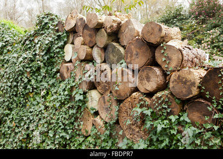 Registri sovrapposti ricoperta di edera in un bosco vicino a Saltash in Cornovaglia Foto Stock