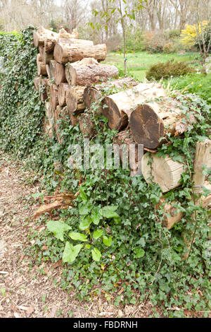 Registri sovrapposti ricoperta di edera in un bosco vicino a Saltash in Cornovaglia Foto Stock