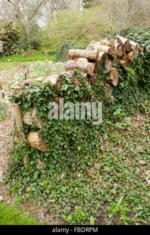 Registri sovrapposti ricoperta di edera in un bosco vicino a Saltash in Cornovaglia Foto Stock