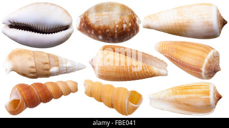 Set di gusci di molluschi di mare cowry e lumache cono isolato su sfondo bianco Foto Stock