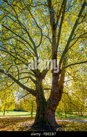 Sole che splende attraverso Londra albero piano in Kensington Gardens Foto Stock