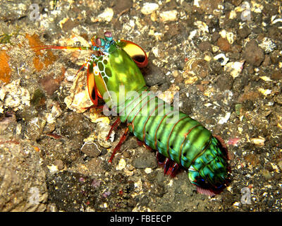 Colorato canocchia a caccia di cibo sul fondo del mare Foto Stock