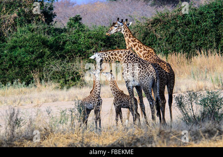 Una giraffa famiglia nel bush africano Foto Stock