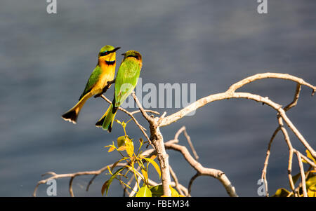 Poco i gruccioni appollaiato su un ramo Foto Stock